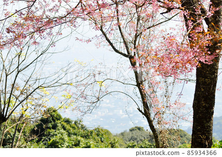 wild himalayan cherry or prunus cerasoides, sakura or Wild Himalayan Cherry 85934366