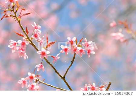 wild himalayan cherry or prunus cerasoides, sakura or Wild Himalayan Cherry wild himalayan cherry or prunus cerasoides, sakura or Wild Himalayan Cherry 85934367