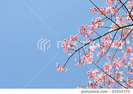 Wild Himalayan Cherry Blossoms in spring season, Prunus cerasoides