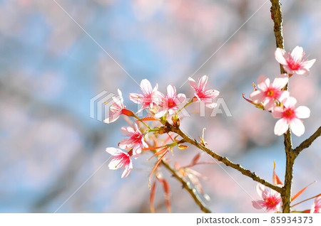 wild himalayan cherry or prunus cerasoides, sakura or Wild Himalayan Cherry wild himalayan cherry or prunus cerasoides, sakura or Wild Himalayan Cherry 85934373