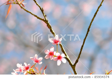 wild himalayan cherry or prunus cerasoides, sakura or Wild Himalayan Cherry wild himalayan cherry or prunus cerasoides, sakura or Wild Himalayan Cherry 85934374