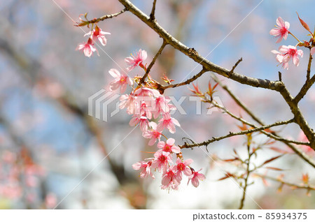 wild himalayan cherry or prunus cerasoides, sakura wild himalayan cherry or prunus cerasoides, sakura 85934375