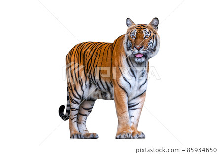 Portrait of Bengal Tiger is standing, isolated Bengal Tiger on white background. 85934650