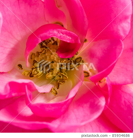Botanical concept, wedding invitation card - Soft focus, abstract floral background, pink rose flower petals. Macro flowers backdrop for holiday design 85934686