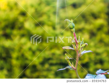 Rose buds with spider web lit by the rays of the sun in the autumn garden Rose buds with spider web lit by the rays of the sun in the autumn garden 85934763