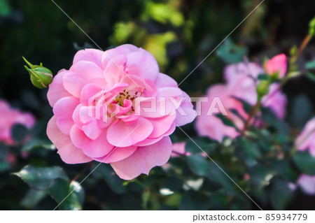 Beautiful pink roses Bonica in the garden. Perfect for background of greeting cards for birthday, Valentine's Day and Mother's Day 85934779