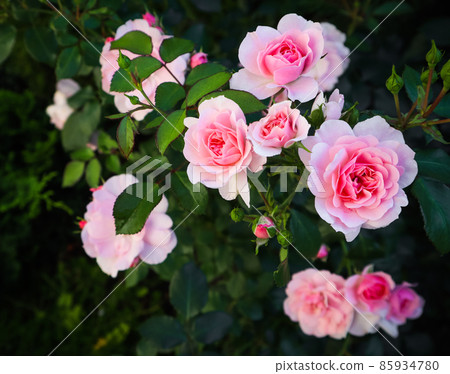 Beautiful pink roses Bonica in the garden. Perfect for background of greeting cards for birthday, Valentine's Day and Mother's Day 85934780
