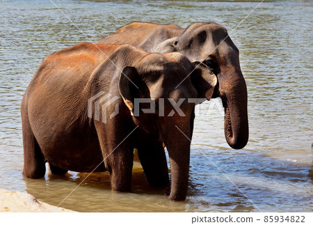 Elephant on Sri Lanka Elephant on Sri Lanka 85934822