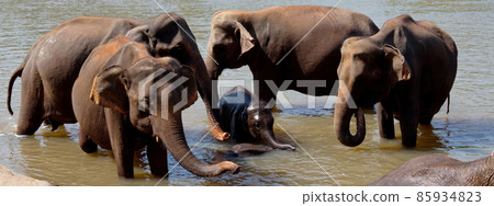Elephant on Sri Lanka Elephant on Sri Lanka 85934823