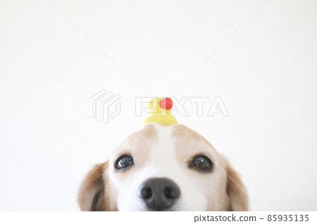 頭上有鴨子玩具的比格犬 85935135