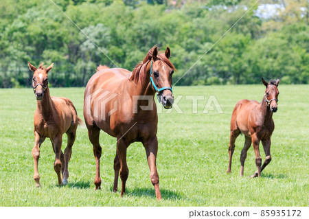 Abira Town, Hokkaido, Horse Parents and Children 85935172