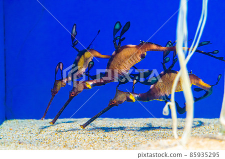 一群海龍在水族館裡游泳 一群海龍在水族館裡游泳 85935295