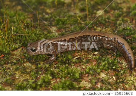 Closeup on an adult Siberian salamander, Salamandrella keyserlingii sitting on a moss-covered stone 85935668