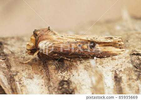 Closeup on a Shuttle-shaped Dart moth, Agrotis puta, sitting on a piece of wood in the garden Closeup on a Shuttle-shaped Dart moth, Agrotis puta, sitting on a piece of wood in the garden 85935669