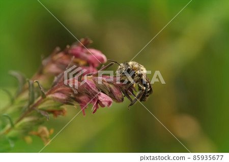 Closeup on a hairy female of the Red Bartsia Blunt horn bee, Meliita tricincta, a specialist on it's host plant, Odontites vulgaris 85935677