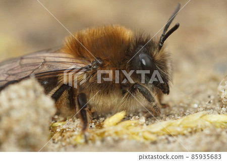 Detailed closeup on a brown hairy female Early cellophane bee, Colletes cunicularius sitting on the ground 85935683
