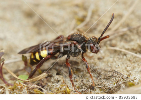 Closeup on a colorful, kleptoparasite female Early Nomad Bee , Nomada leucopthalma sitting on the ground 85935685