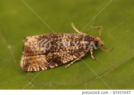 Lateral closeup of the Common Marble tortrix micro moth, Celypha lacunana Lateral closeup of the Common Marble tortrix micro moth, Celypha lacunana 85935687