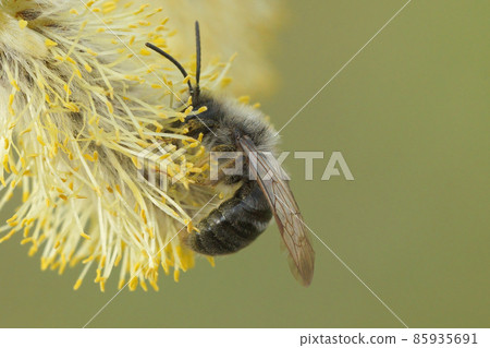 Closeup of a male grey backed mining bee, Andrena vaga, eating form the pollen of Goat willow, Salix caprea 85935691