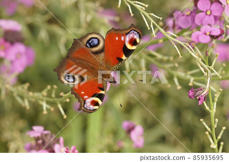 Closeup on a fresh emerged and colorful Peacock butterfly, Inachis io sipping nectar from Erysimum cheiri in the garden 85935695