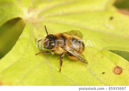 Closeup on a hairy female Fork tailed wood digger, Anthophora furcata in the garden 85935697