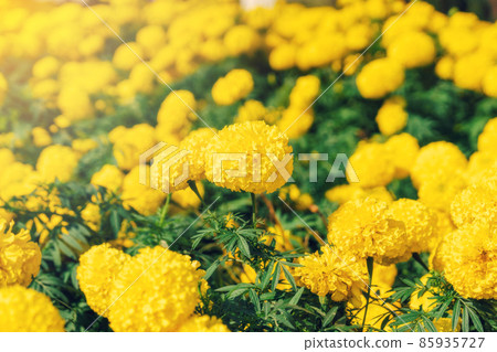Marigold flowers Marigold flowers 85935727
