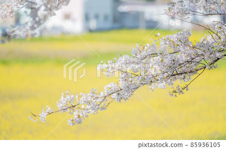 bloom, blossom, blossoms 85936105