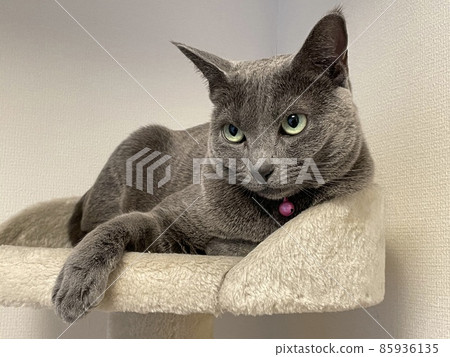 A Russian blue cat glaring at something on the cat tree with its front legs on the edge 85936135