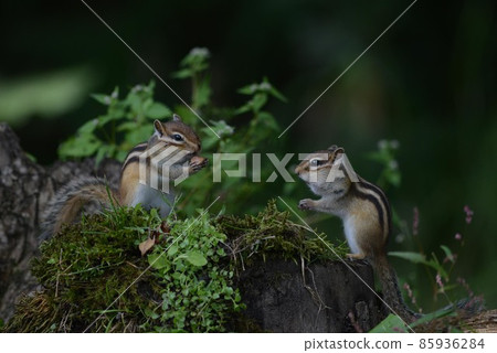 Ezoshimarisu 85936284