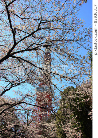 Stroll around Zojoji Temple where you can see Tokyo Tower beyond the cherry blossoms. The area around the lawn is away from the hustle and bustle 85936317