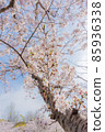 春天形像素材 85936338