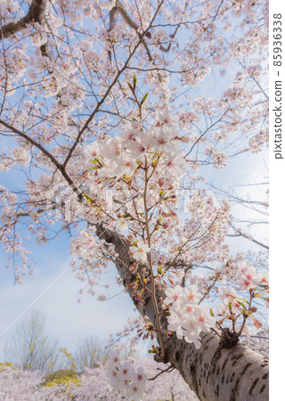 春天形像素材 85936338