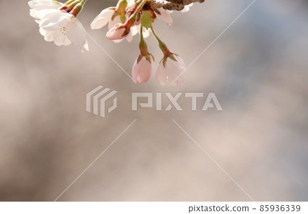 Cherry blossoms lined up with each other 85936339