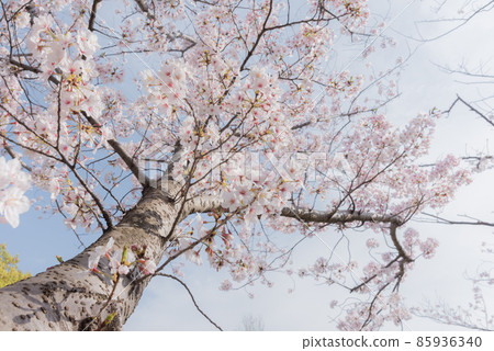 Cherry tree in full bloom  85936340