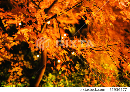 Lighted-up Japanese garden Lighted-up Japanese garden 85936377