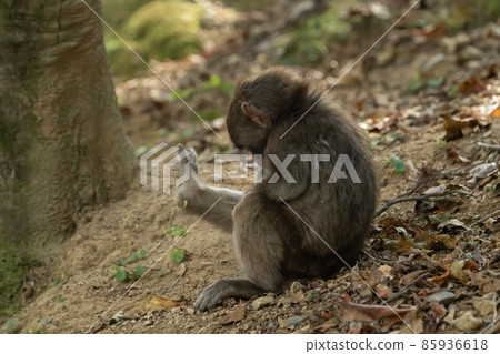 一隻日本獼猴幼崽坐在地上，抓撓伸長的腿 85936618