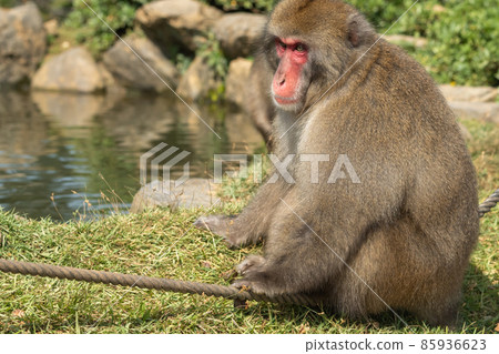 A macho Japanese macaque boss sits by the pond. 85936623