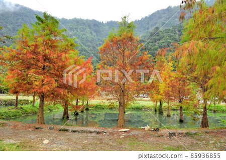 larch, in Taiwan 85936855