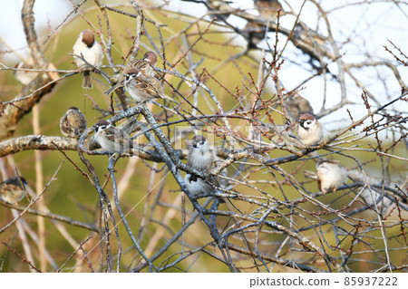 麻雀 麻雀 85937222