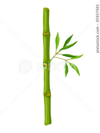 Illustration of green bamboo stem and leaves. Decorative exotic plants of tropic jungle. Illustration of green bamboo stem and leaves. Decorative exotic plants of tropic jungle. 85937483