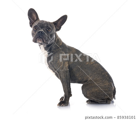 french bulldog in studio 85938101