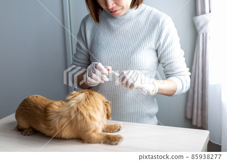 Pet dog care genetic test 85938277