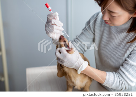 Pet dog care genetic test 85938281