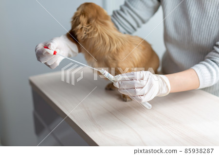 Pet dog care genetic test Pet dog care genetic test 85938287