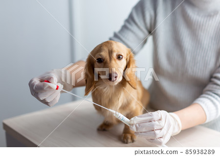 Pet dog care genetic test Pet dog care genetic test 85938289