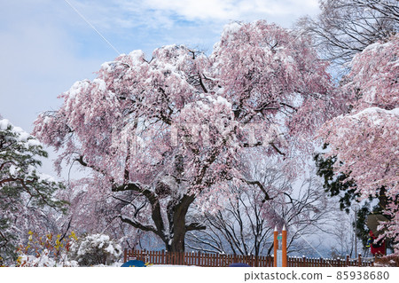 春雪和御殿櫻花 6 春雪和御殿櫻花 6 85938680