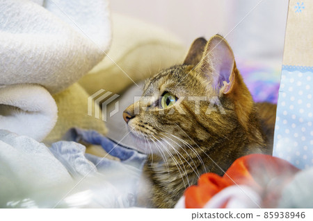 Home cat in mess of everyday things and boxes Home cat in mess of everyday things and boxes 85938946