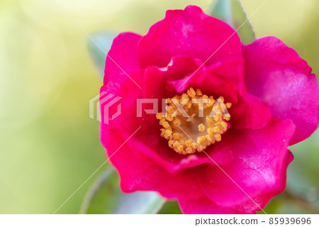 山茶花 85939696