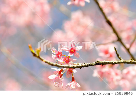 Wild Himalayan Cherry Blossoms in spring season, Prunus cerasoides