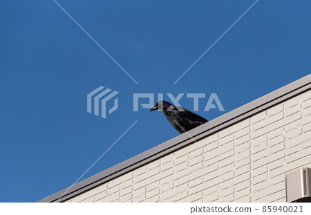 Crows living in a residential area 85940021
